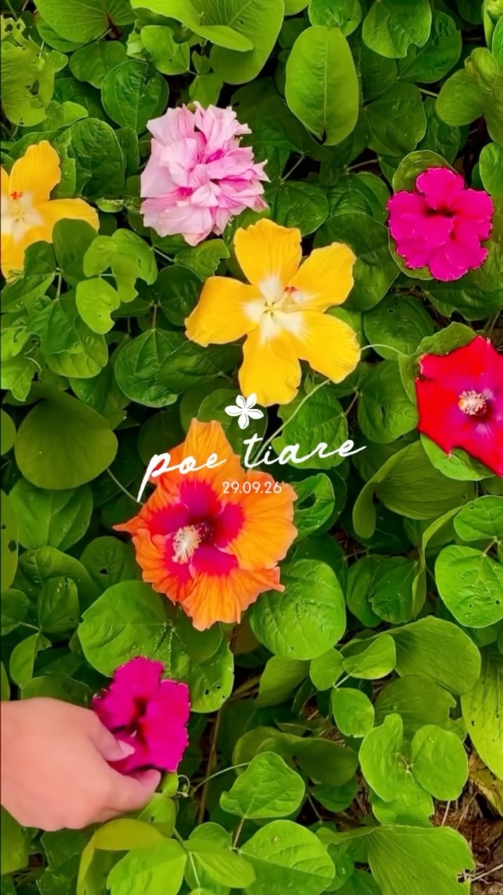 Coming Soon 🌸