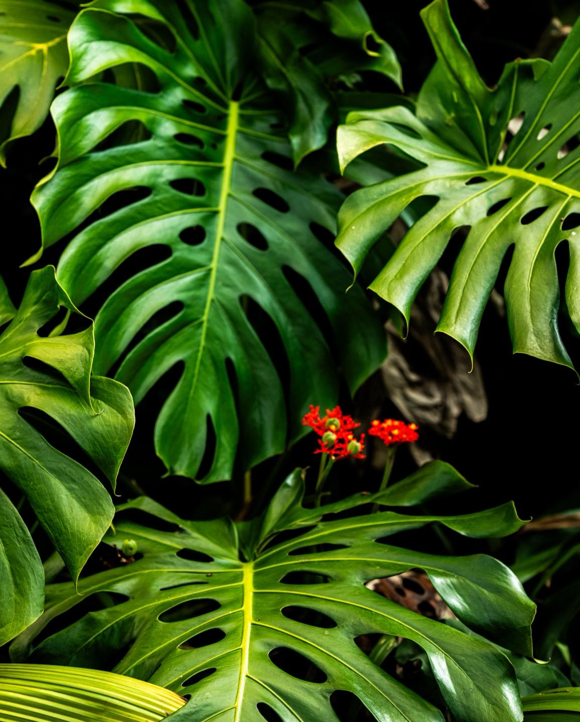 The Monstera leaf embodies abundance and the lush beauty of nature; Inspiring our Ruperupe print.

Discover more at Tavpacific.com