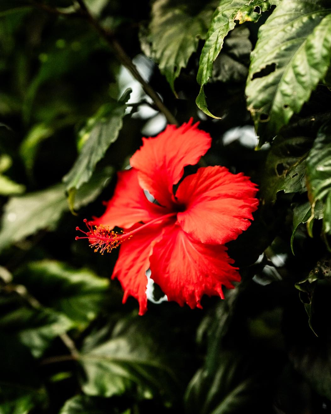 Our Kaute print honours the Hibiscus flower as a symbol of adornment, individuality, and self-empowerment.

Discover more at Tavpacific.com