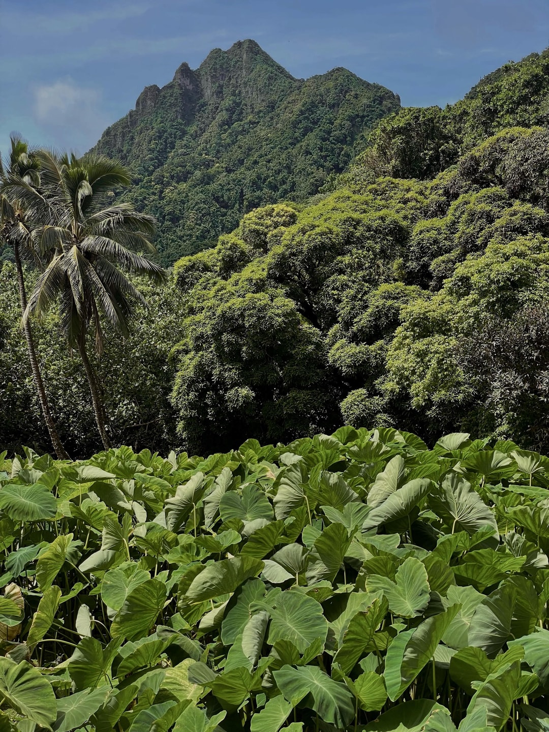 Forever inspired by our island home.